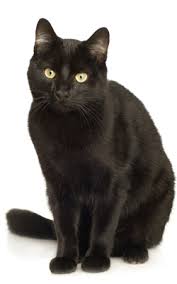 blackcat