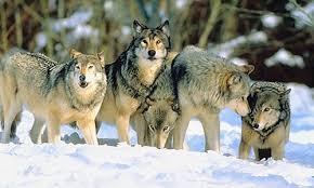 Wolfpack