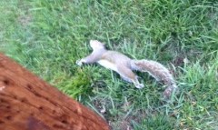 Squirrel